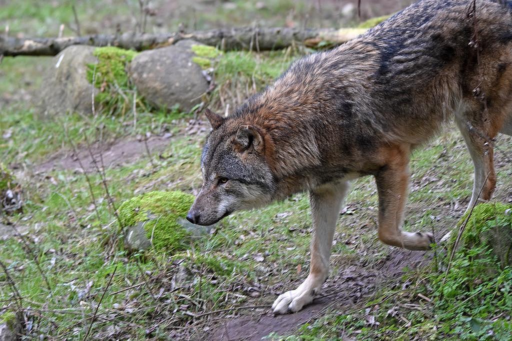 Bild: Wolf im Natur- und Umweltpark Güstrow (Aufn. A. Lux)