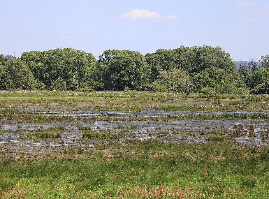 NSG 218, vernässte Rhädensenke im NSG „Dankmarshäuser Rhäden“ (Wartburgkreis), Blick vom Werra-Radweg. (Foto: Holm Wenzel, 26.05.2012)