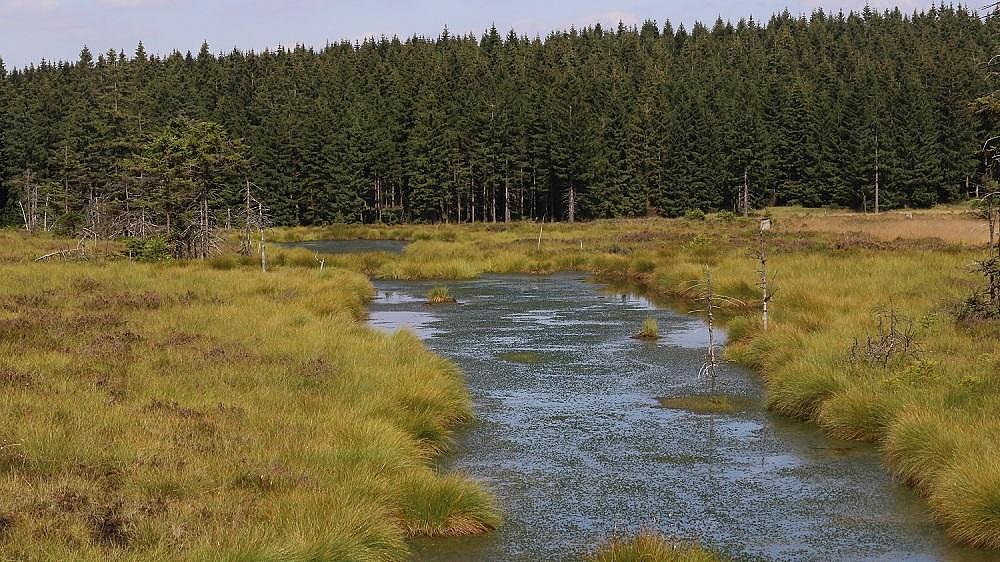 Hochmoor, Oberhof (Aufn. H. Korsch)