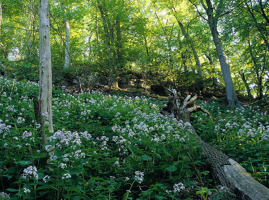 NSG 5, Aspekt mit Ausdauerndem Silberblatt Lunaria rediviva im Eschen-Ahorn-Schlucht- und Schatthangwald, Totalreservat am Nordhang des NSG „Wöbelsburg“. (Foto: Holm Wenzel, 10.05.2008)