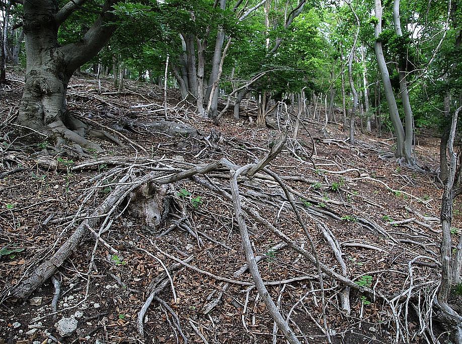 NSG 179; Orchideen-Kalk-Buchenwald auf eutrophem trockenwarmen Standort (Buchen-Trockenwald) am Oberhang westlich der „Kuppe“ im Westen des NSG „Schönberg“ nördlich Reinstädt (Saale-Holzland-Kreis). (Foto: Holm Wenzel, 27.05.2020) 