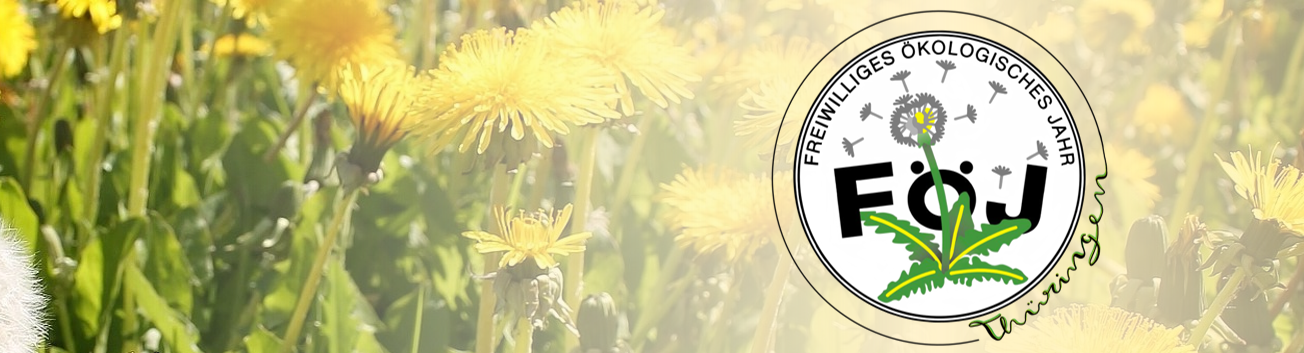 Seitenbeginn: FÖJ Logo und Löwenzahnwiese