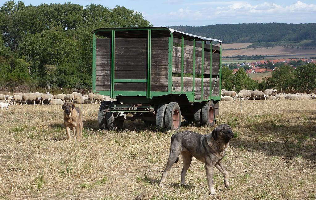 Bild: Auch der Spanische Mastiff (oder Mastín Español) wird als Herdenschutzhund eingesetzt. (Aufn. A. Lux)