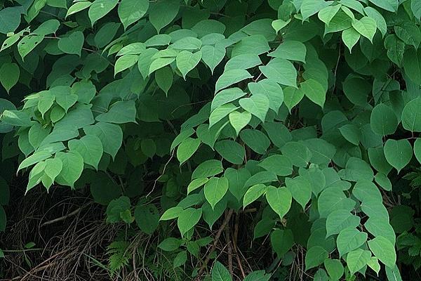 6_Fallopia_japonica_Tellerhammer