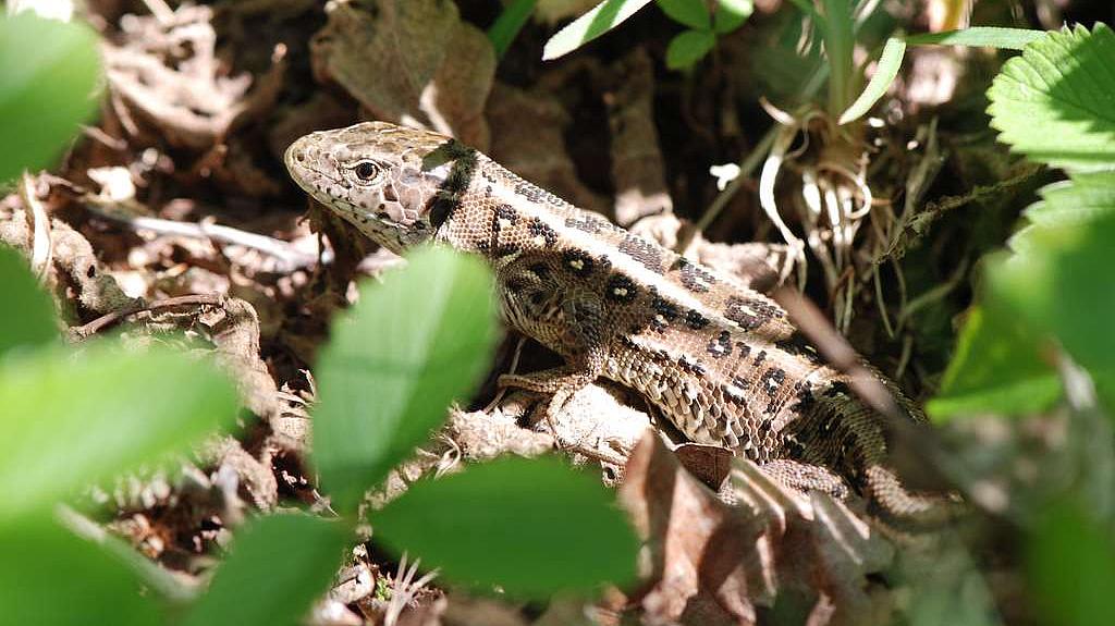 Zauneidechse – Weibchen im Harz (Bild: A. Rothgänger) Zauneidechse – Weibchen im Harz