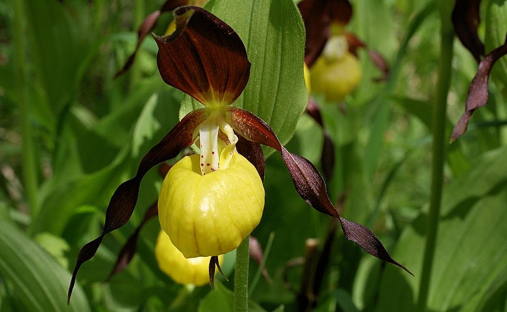 Blüte des Frauenschuhs (Bild: H. Korsch) Blüte des Frauenschuhs