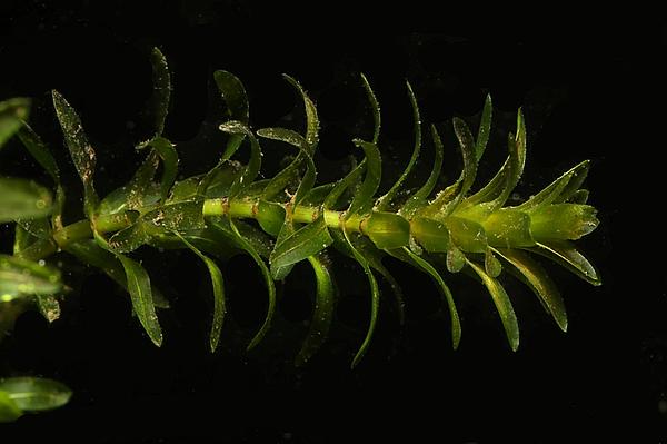 Elodea canadensis_Korsch_TH_Dreba_20160904