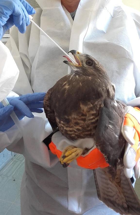 Test auf Krankheiten (Bild: TLUBN) In der Pflege- und Auffangstation werden Vögel auch auf Krankheiten getestet