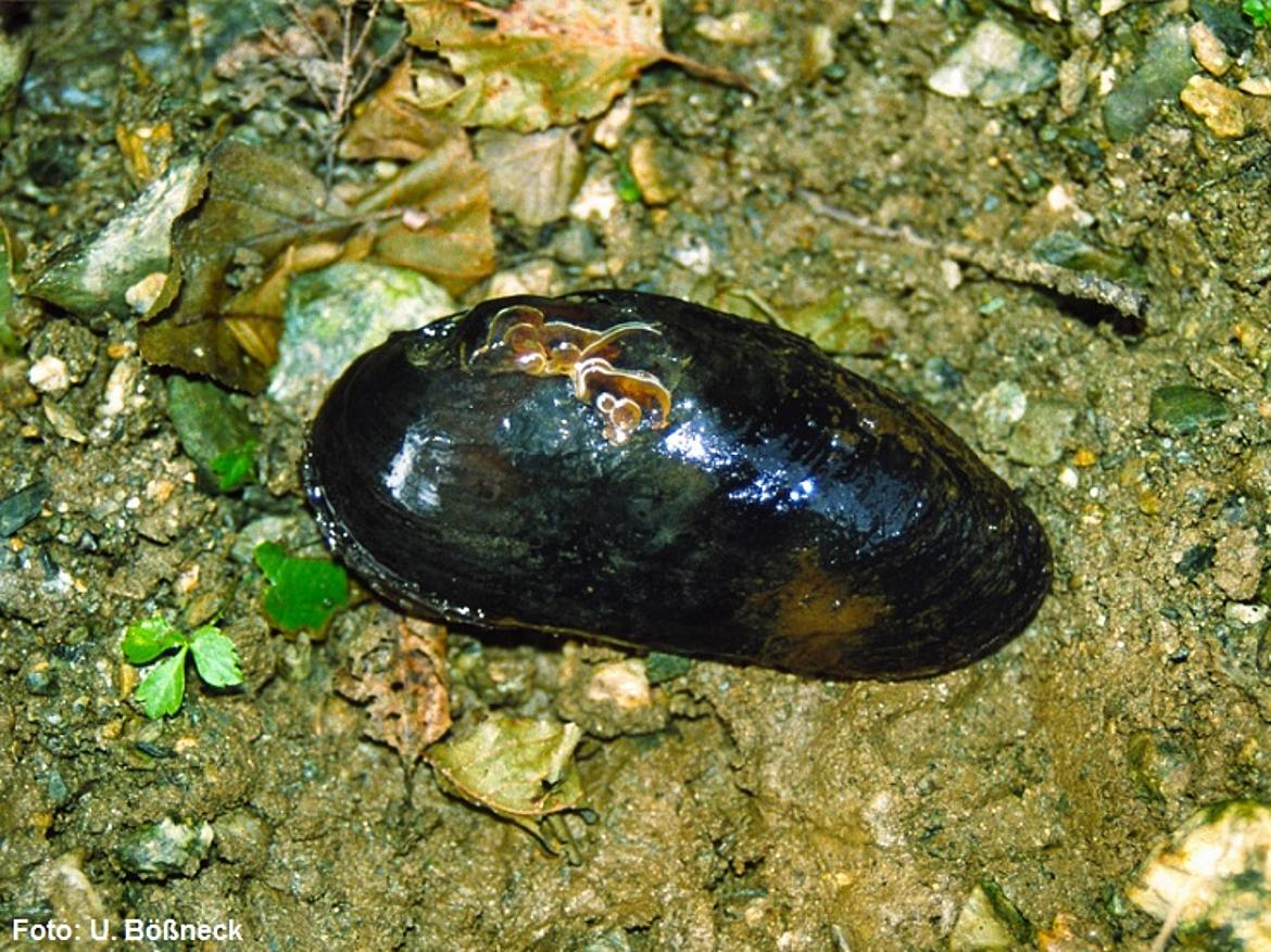 weic_M_margaritifera_Untere Regnitz_k