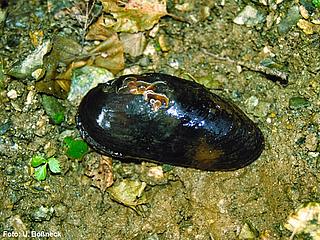 weic_M_margaritifera_Untere Regnitz_k