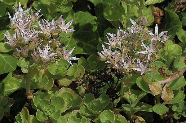 Kaukasus-Fetthenne, Sedum spurium (Aufn. H. Korsch)