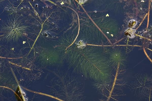 Myriophyllum heterophyllum_Korsch_TH_Beuernfeld_20160821