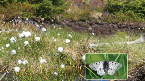 Naturschutzreport, Heft 30, 2021 Naturschutzreport, Heft 30, 2021