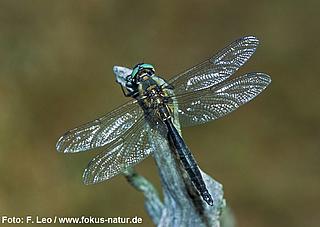 libe_Somatochlora_alpestris_126_1902_Leo_k