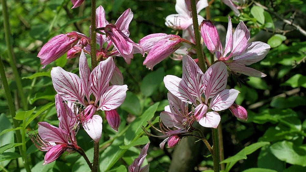 Diptam Dictamnus albus (Bild: H. Korsch) Für den besonders geschützten Diptam Dictamnus albus ist neben den großen Blüten der hohe Gehalt an ätherischen Ölen besonders auffällig