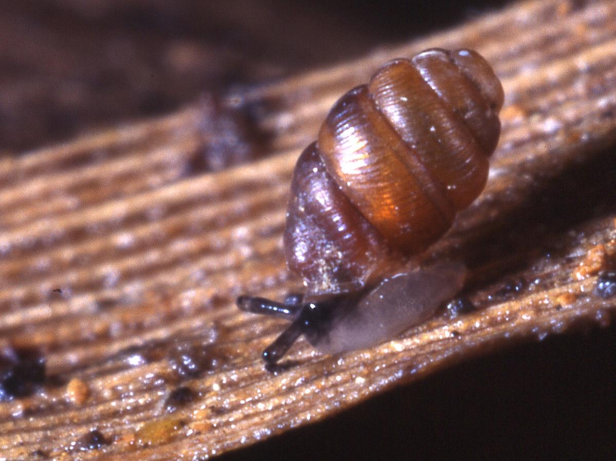 Schmale Windelschnecke
