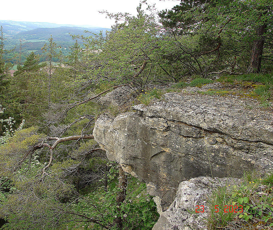 NSG 158, Muschelkalkfelsen der östlichen Gölitzwände im NSG "Greifenstein und östliche Gölitzwände" bei Bad Blankenburg (Landkreis Saalfeld-Rudolstadt) u. a. mit Vorkommen der Echten Felsenbirne Amelanchier ovalis. (Foto: Franziska Schönfeldt 23.05.2023, Archiv TLUBN)