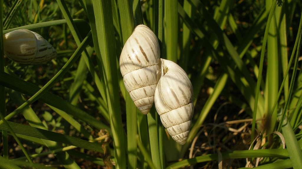 Weiße Turmschnecke bei Jena (Bild: F. Fritzlar) Weiße Turmschnecke bei Jena