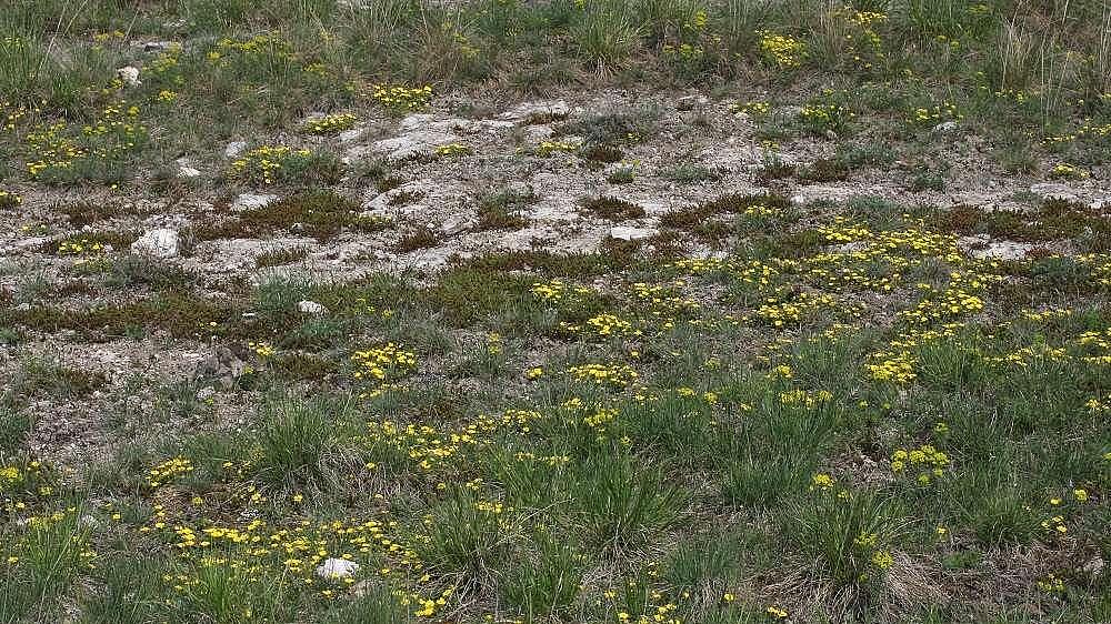 Bild: Berggamander-Blauschwingel-Flur, Rottleben (Aufn. H.Korsch)