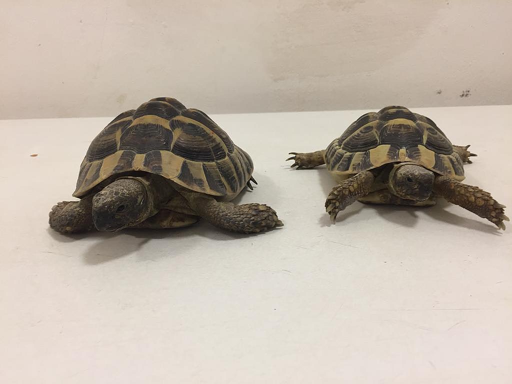 Griechische Landschildkröten in der Auffangstation der Staatlichen Vogelschutzwarte Seebach/TLUBN
