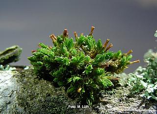 Rogers Kaputzenmoos (Orthotrichum rogeri) (Aufn. A. Lüth)