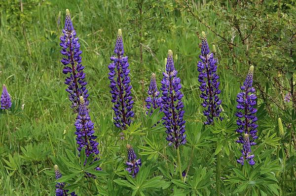 6_Lupinus_polyphyllus_Hütscheroda