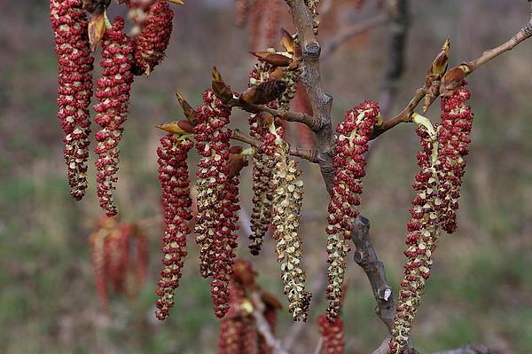 Populus x canadensis_Korsch_TH_Weimar_30160406