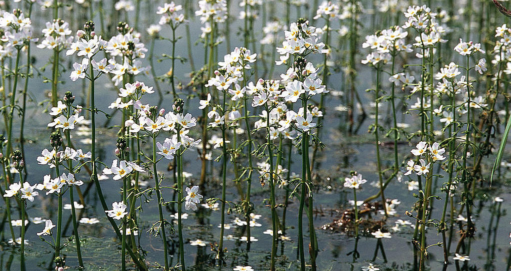 Viele Wasserfedern auf einem Stillgewässer