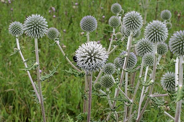 6_Echinops_sphaerocephalus_ Weissensee