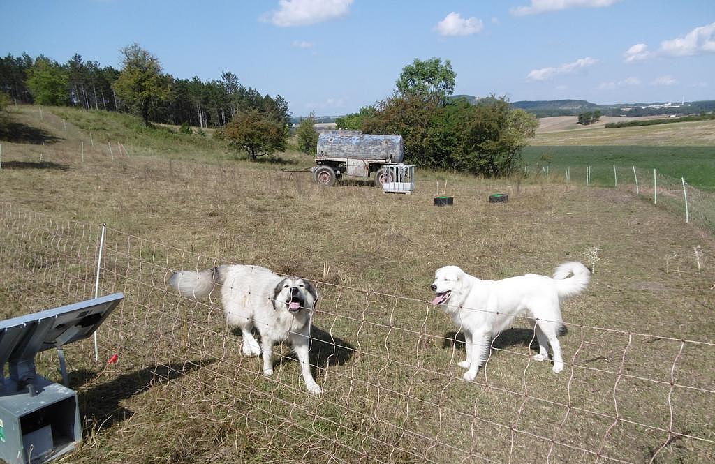 Bild: Herdenschutzhunde (Aufn. W. Wolff)