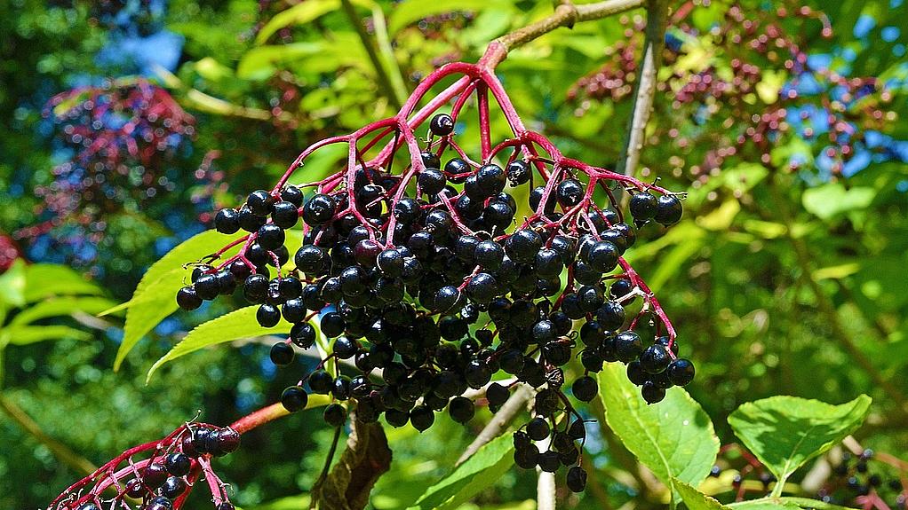 Fruchtstand des Schwarzen Holunder symbolisiert das Erreichen des Frühherbst