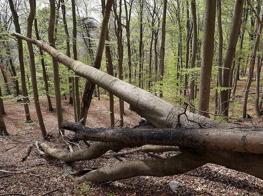 NSG 158, Orchideen-Kalk-Buchenwald im Forstort Kessel, bewirtschaftungs- und pflegefreie Zone im NSG „Greifenstein und östliche Gölitzwände“ (Landkreis Saalfeld-Rudolstadt). (Foto: Holm Wenzel 01.05.2023)