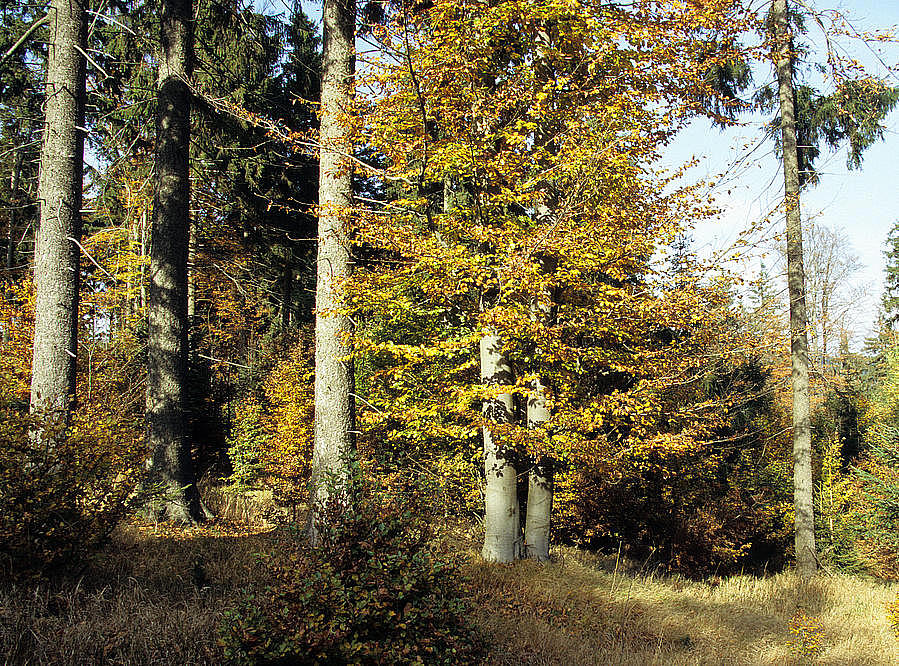 NSG 118, hochmontaner Wollreitgras-Fichten-Buchenwald am Reifweg, Osthang des Großen Farmdenkopfes (hier: Landkreis Sonneberg). (Foto: Holm Wenzel, 11.10.2007)