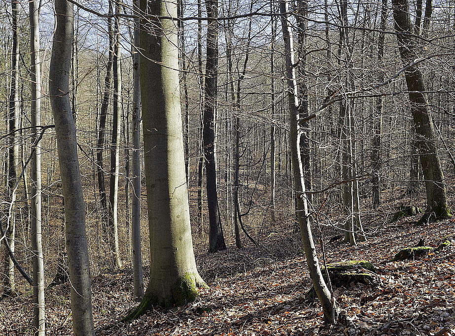 NSG 68, Zone ohne forstliche Nutzung, hier: am Kohlstein zwischen Burgruine Altenstein und Hesselkopf östlich Asbach (Landkreis Eichsfeld), Blick nach Osten auf Waldmeister-Buchenwald. (Foto: Robert Quentin 23.02.2022, Archiv TLUBN)