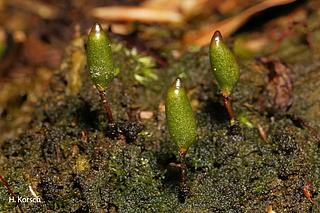 Grünes Koboldmoos (Buxbaumia viridis) (Aufn. H. Korsch))