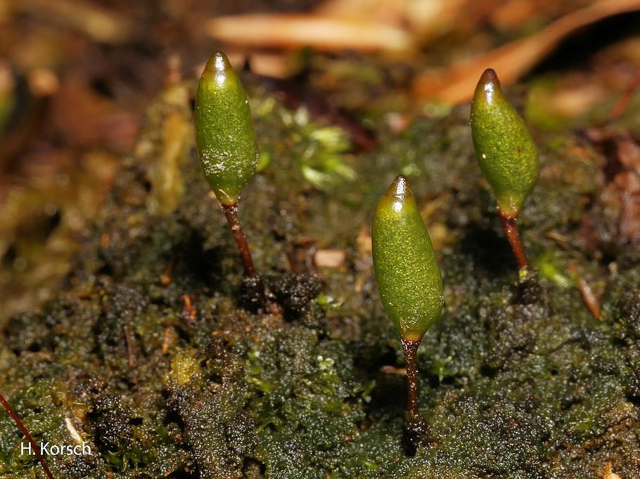 Grünes Koboldmoos (Buxbaumia viridis) (Aufn. H. Korsch)