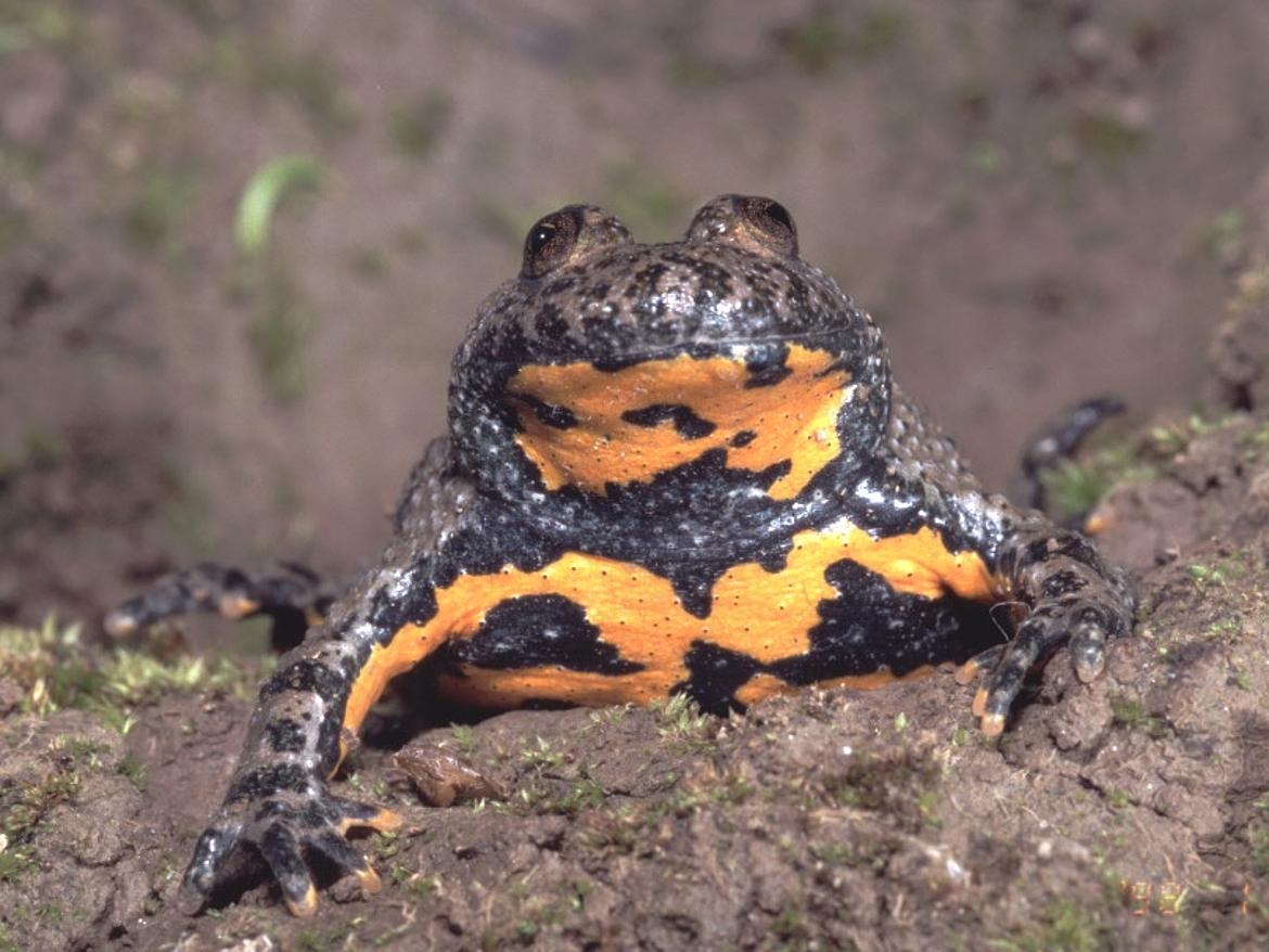 Amphibien