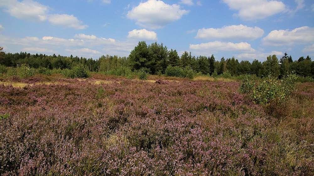 Trockene Heide bei Hildburghausen (Aufn. H. Korsch)
