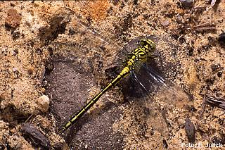 libe_Gomphus_flavipes_Julich_1_k