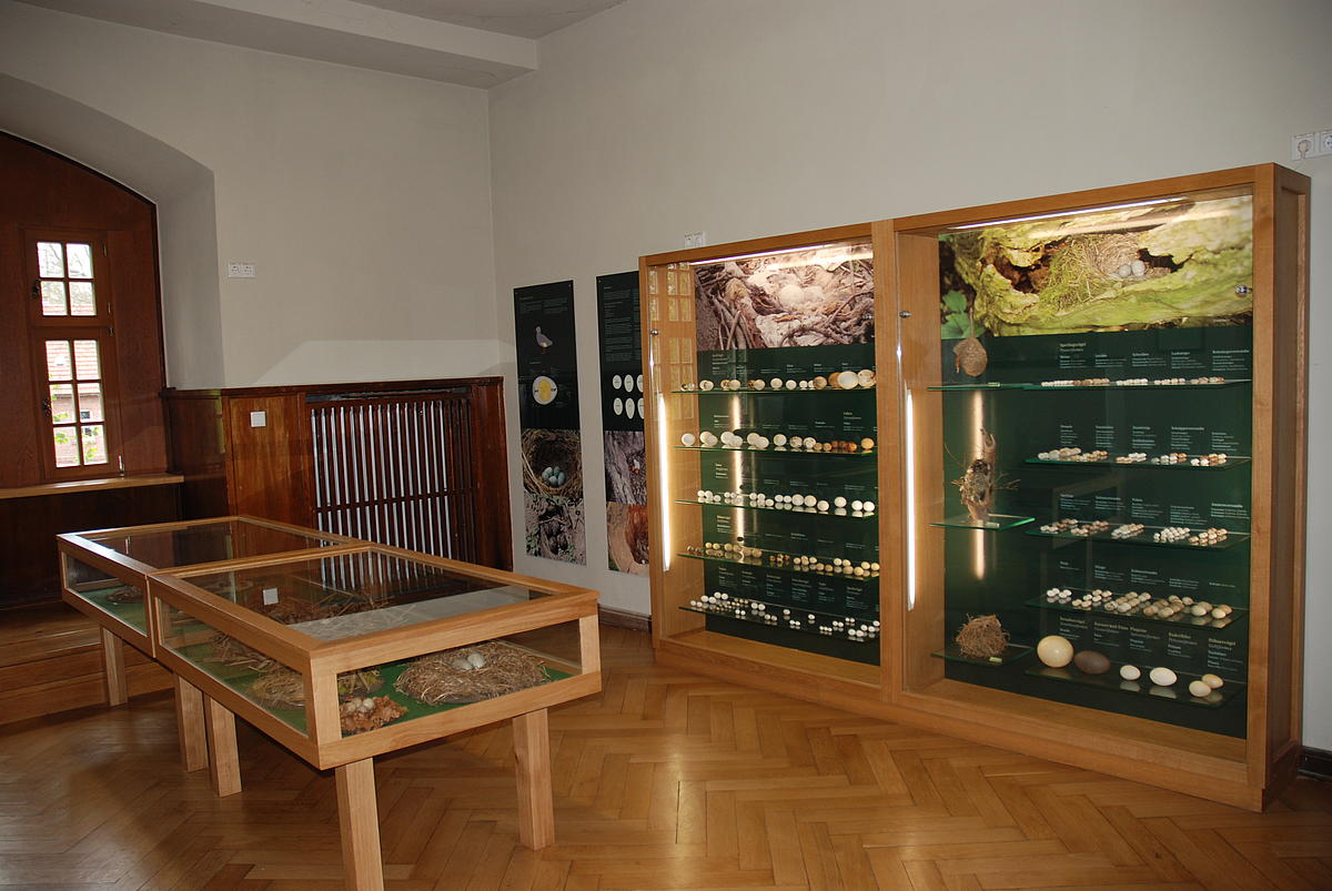 Vogelnester- und Eiersammlung (Bild: TLUBN) Vogelnester- und Eiersammlung
