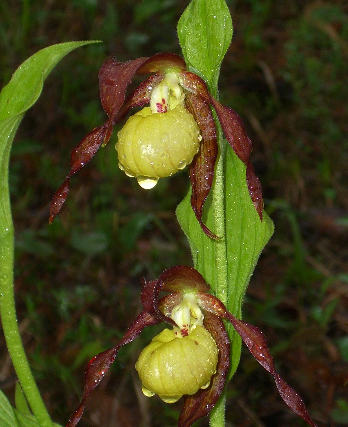 Frauenschuh (Cypripedium calceolus) (Aufn. D. Mahnke)