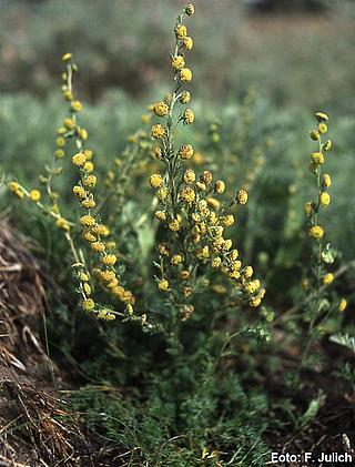 pfla_Artemisia_ruprestris_Julich_18_k