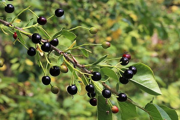 Prunus mahaleb_Korsch_TH_Jena_20160718