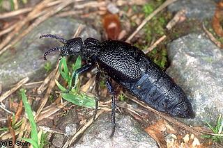 käfe_Meloe_coriarius_W_02_146_KB_Stein_k