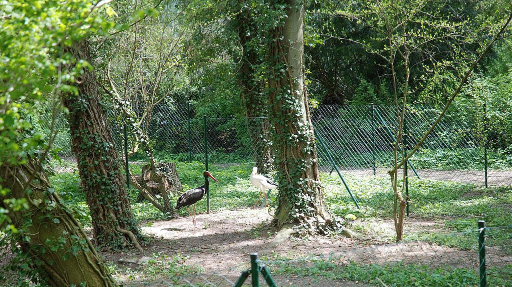 Verletzter Schwarzstorch im Gehege der Staatlichen Vogelschutzwarte Seebach (Bild: TLUBN)