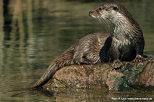 Lutra_lutra_137_853_Leo