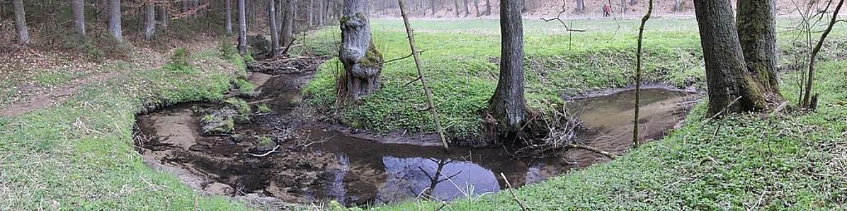 eii naturnahes Gewässer mit beruhigten und bewegten Strömungszonen und Totholz