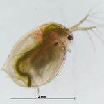 Großer Wasserfloh (Daphnia magna). Lichtmikroskopische Aufnahme eines Wasserflohs (Daphnia magna).