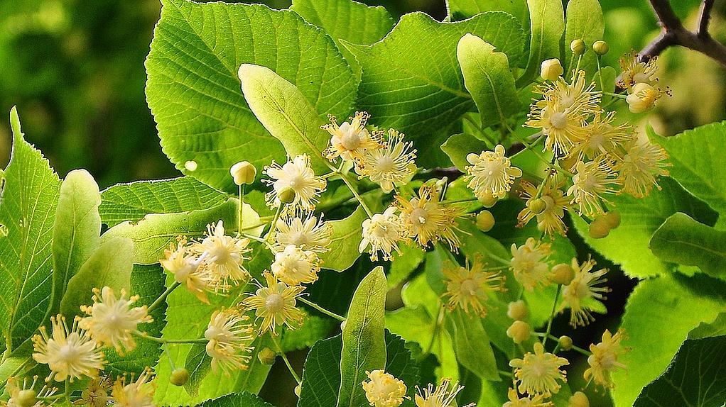 das Bild zeigt die Blüte der Sommerlinde, die die Leitphase und damit den Beginn des Hochsommers einleitet