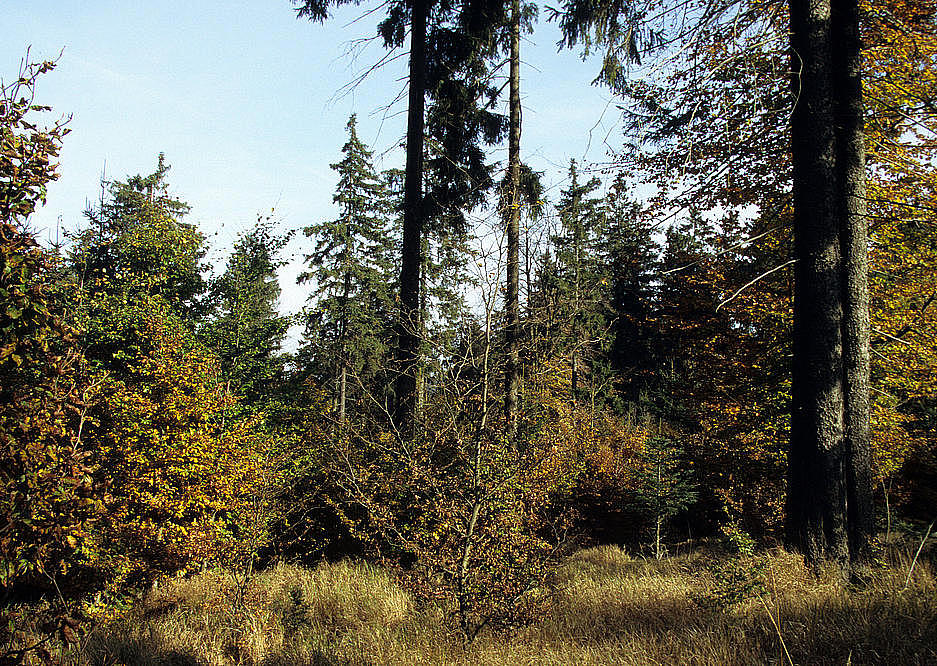 NSG 118, hochmontaner Wollreitgras-Fichten-Buchenwald am Reifweg, Osthang des Großen Farmdenkopfes (hier: Landkreis Sonneberg). (Foto: Holm Wenzel, 11.10.2007)
